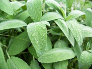 Plant a Pharmacy in Your Backyard, Sage