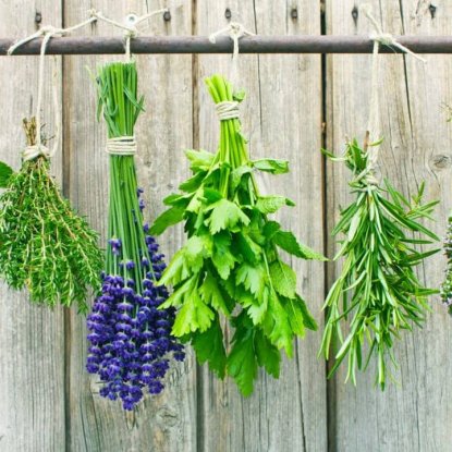 Plant a Pharmacy in Your Backyard, Herbs hanging on fenceline